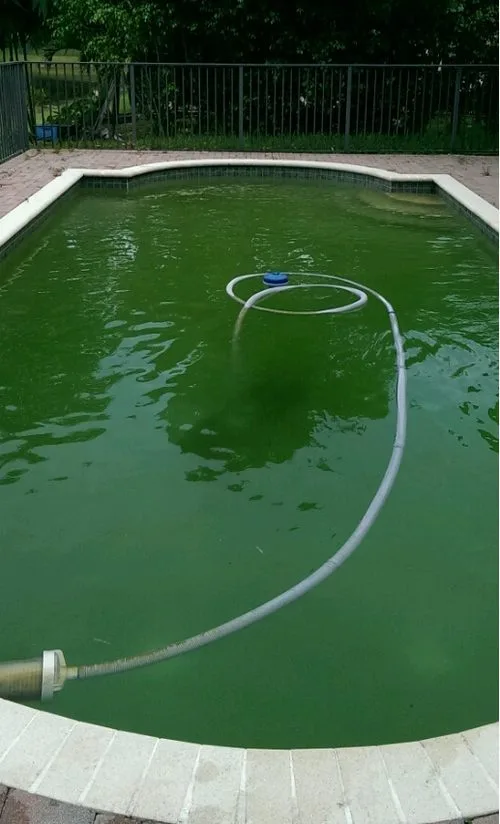 A pool with dark green water and a vacuum hose floating in it